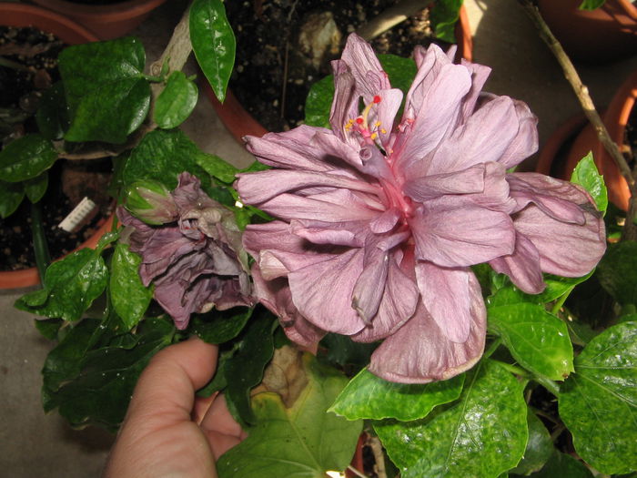 IMG_1236 - Hibiscus 2