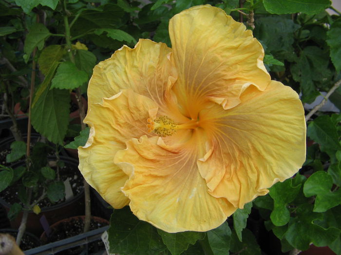 IMG_1251 - Hibiscus 2