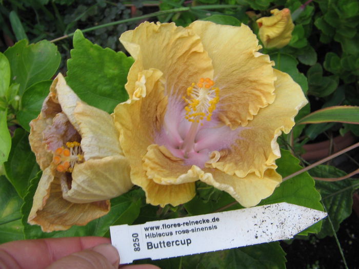 IMG_1254 - Hibiscus 2