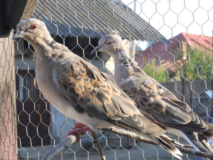 Femela in prim-plan, naparlesc