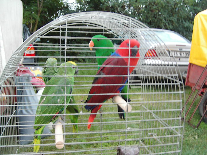 IMG_4549 - Copy - Poze Monor 2014