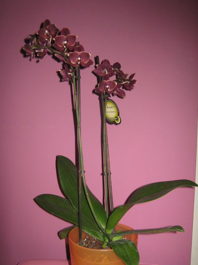 Picture My plants 1228