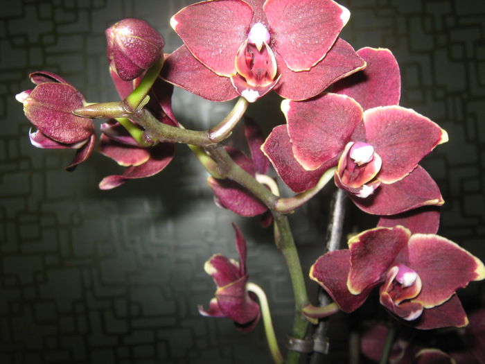 Picture My plants 1233