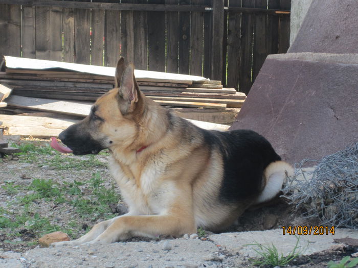 IMG_0940 - ciobanesc german oscar