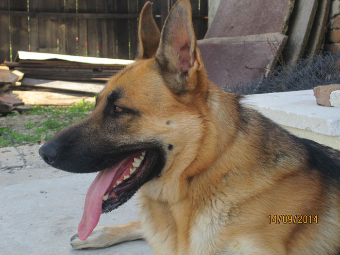 IMG_0956 - ciobanesc german oscar