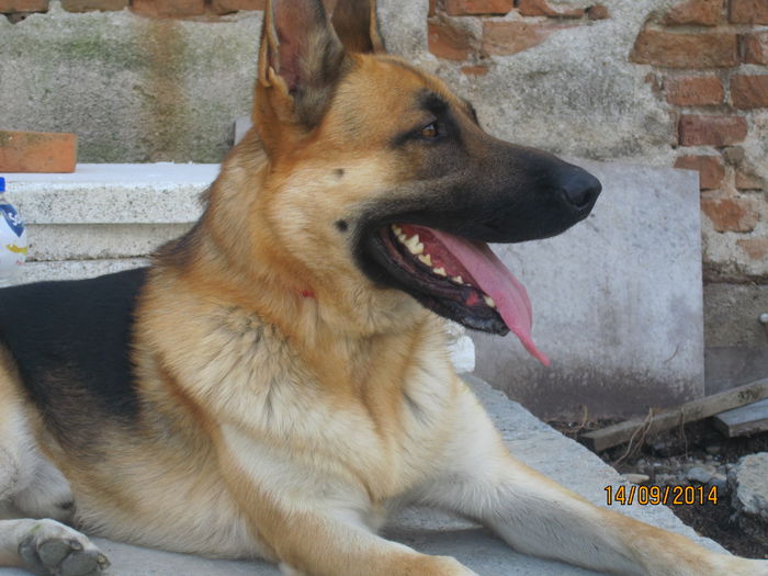 IMG_0957 - ciobanesc german oscar