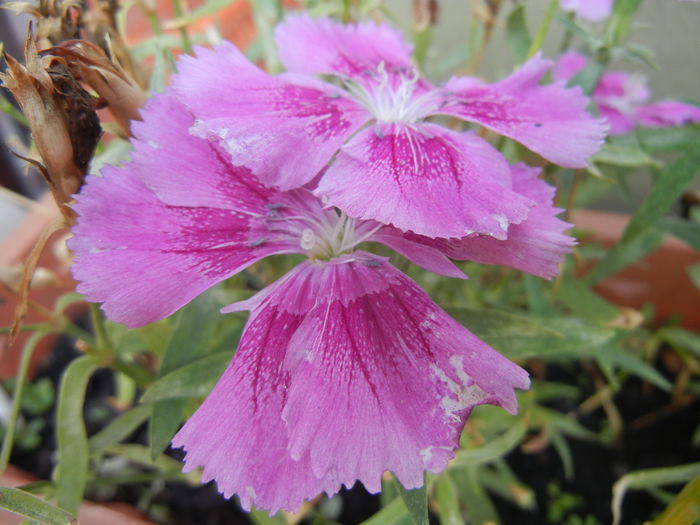 Pink Dianthus (2014, September 09) - DIANTHUS_Garoafe Garofite