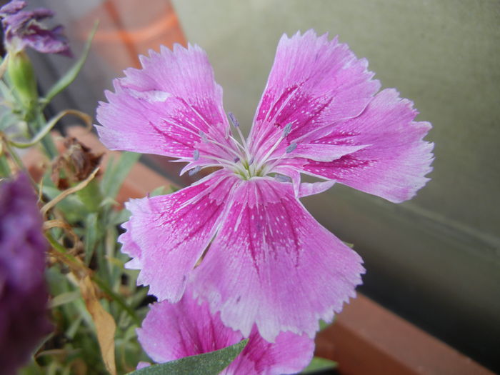 Pink Dianthus (2014, September 09) - DIANTHUS_Garoafe Garofite