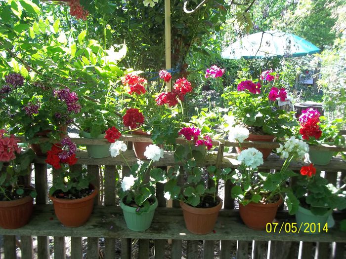 100_8259 - 2014 gradina mea