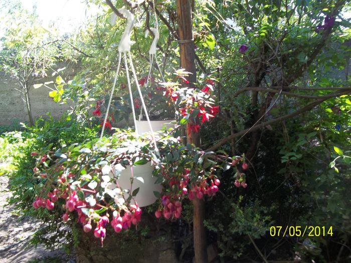 100_8260 - 2014 gradina mea