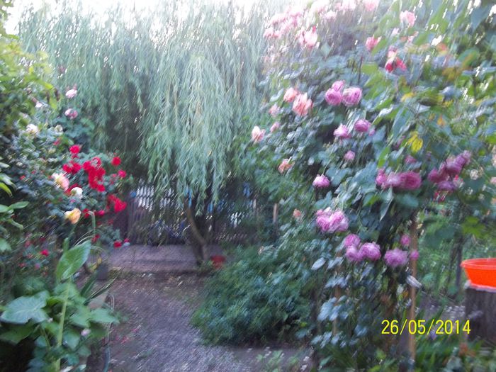 100_8604 - 2014 gradina mea