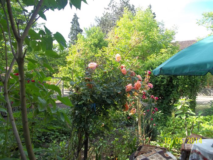 100_8404 - 2014 gradina mea