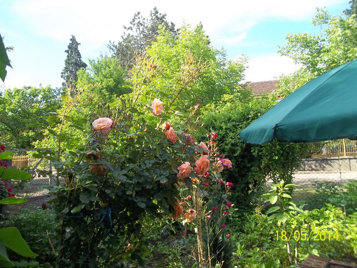 100_8405 - 2014 gradina mea