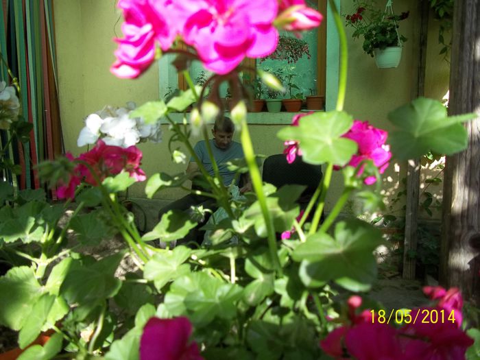 100_8406 - 2014 gradina mea