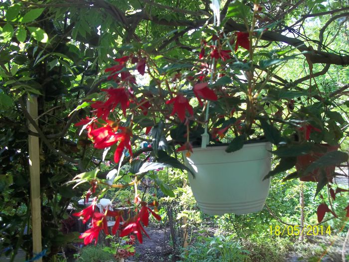 100_8407 - 2014 gradina mea