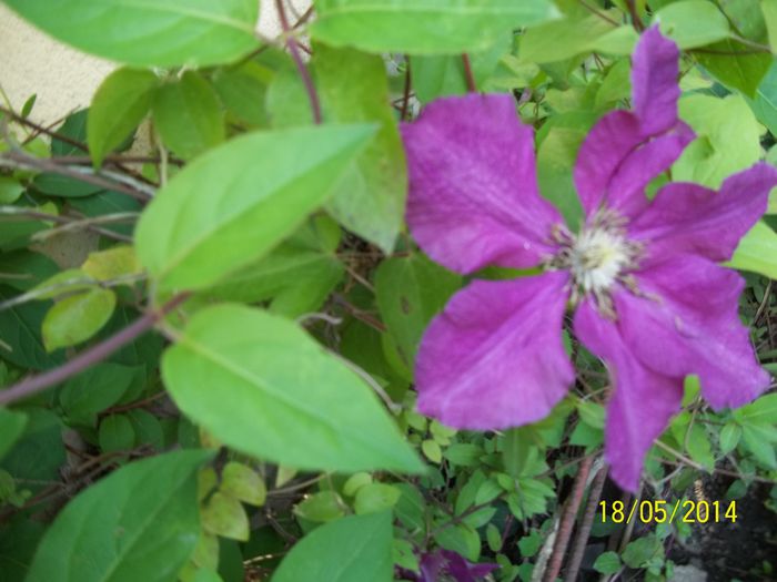 100_8408 - 2014 gradina mea