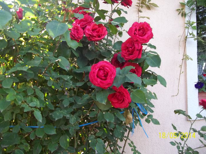 100_8412 - 2014 gradina mea