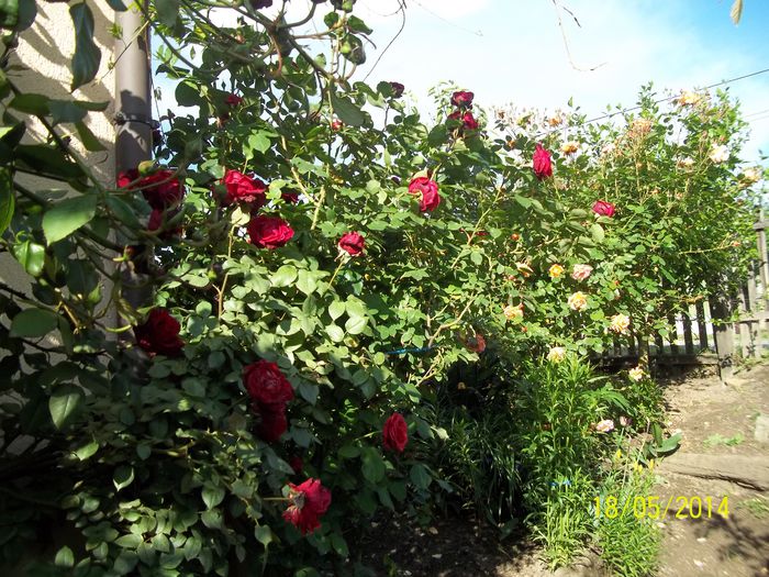 100_8413 - 2014 gradina mea