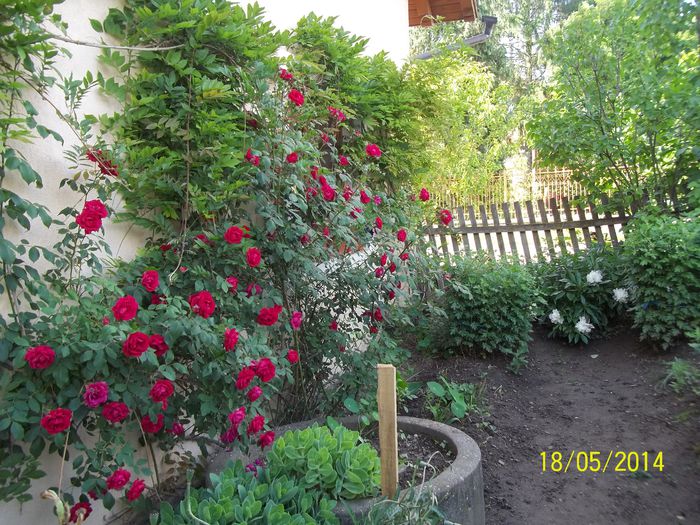 100_8414 - 2014 gradina mea