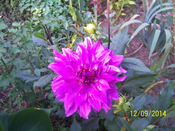 101_8448 - O TOAMNA FRUMOASA IN GRADINA