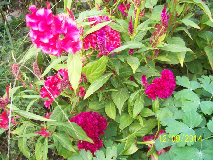 101_8450 - O TOAMNA FRUMOASA IN GRADINA