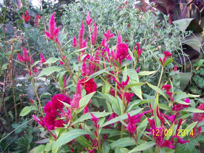 101_8451 - O TOAMNA FRUMOASA IN GRADINA