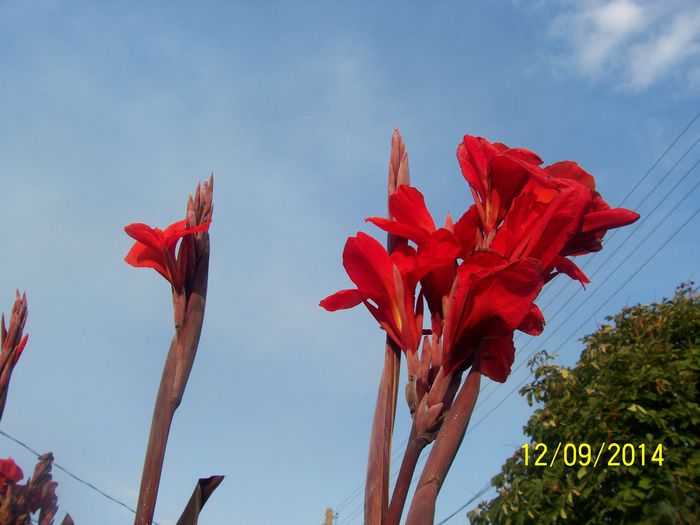 101_8454 - O TOAMNA FRUMOASA IN GRADINA