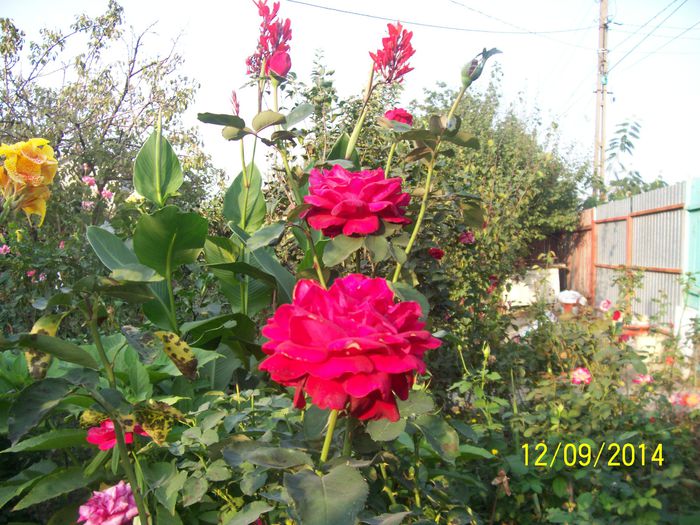 101_8455 - O TOAMNA FRUMOASA IN GRADINA