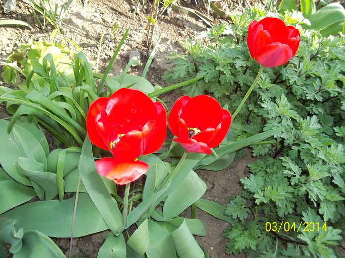 100_7101 - 2014 gradina mea