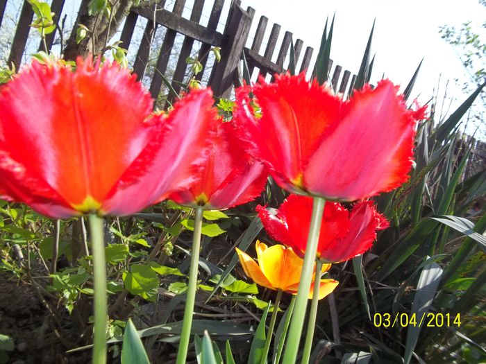 100_7102 - 2014 gradina mea