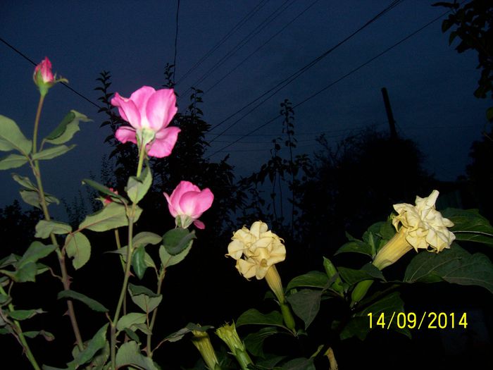 101_8478 - O TOAMNA FRUMOASA IN GRADINA