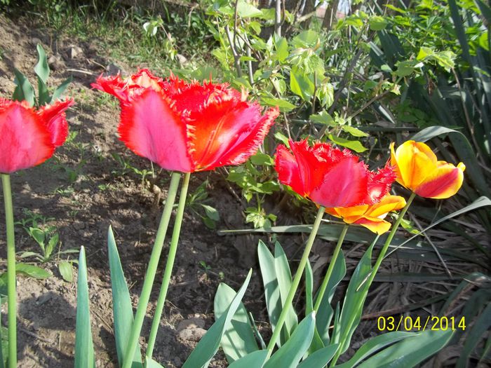 100_7103 - 2014 gradina mea