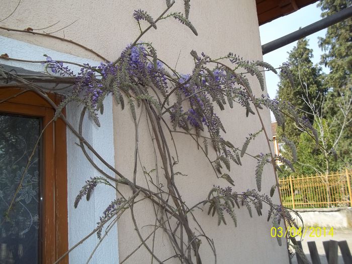 100_7105 - 2014 gradina mea