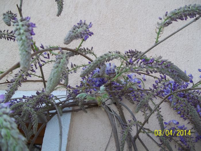 100_7107 - 2014 gradina mea