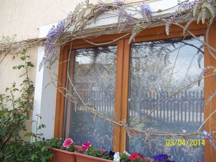 100_7108 - 2014 gradina mea