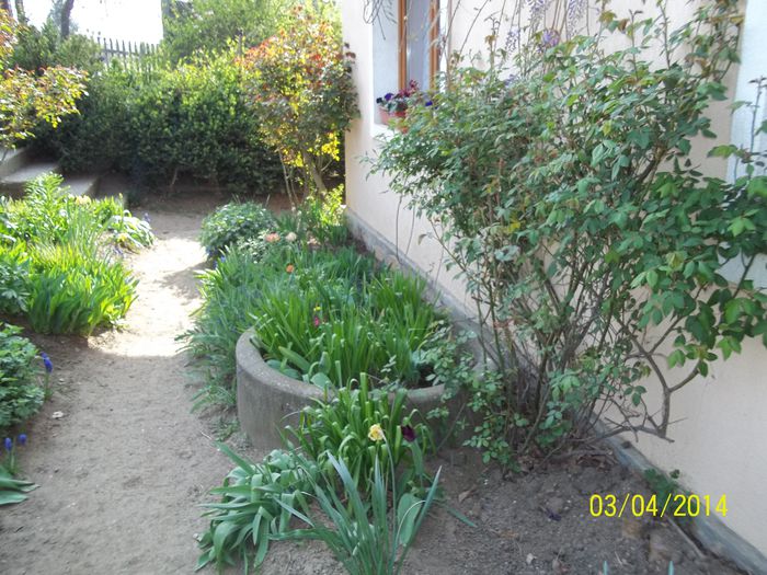 100_7109 - 2014 gradina mea