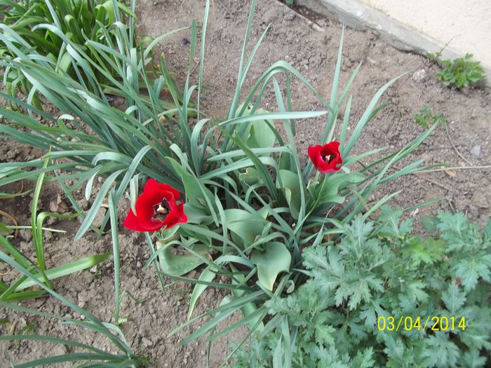 100_7110 - 2014 gradina mea