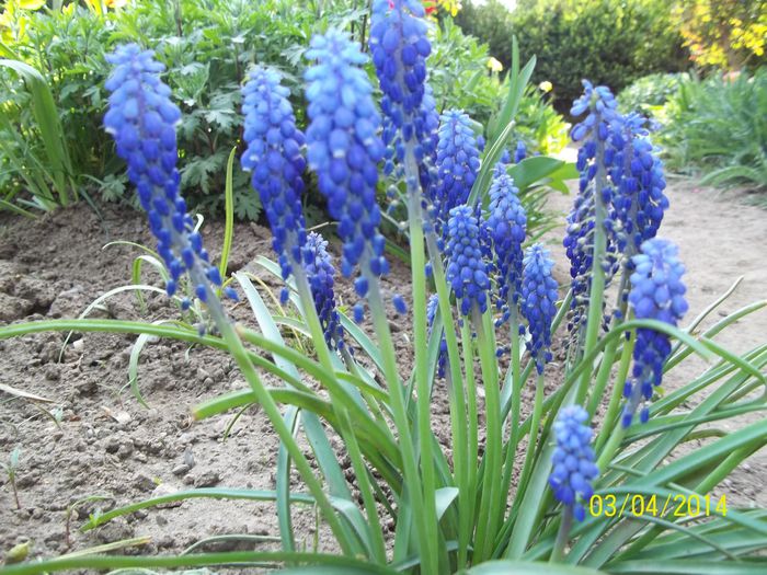 100_7111 - 2014 gradina mea