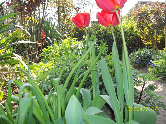 100_7112 - 2014 gradina mea