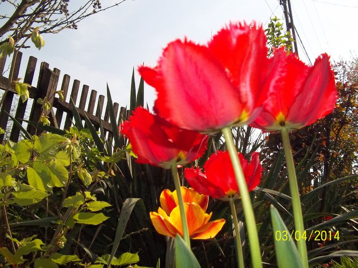 100_7113 - 2014 gradina mea