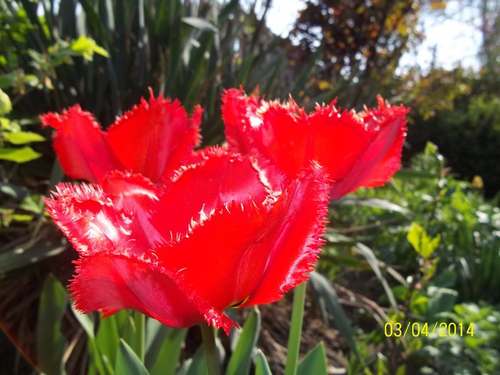 100_7114 - 2014 gradina mea