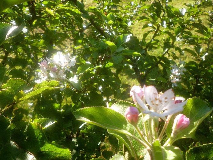 mar paduret inflorit 14sept.zona de munte; in zona racoroasa langa munte
