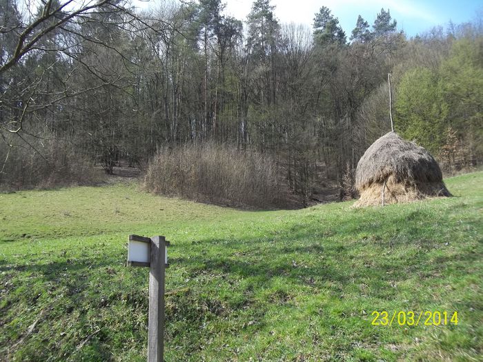 100_6801 - 2014 gradina mea