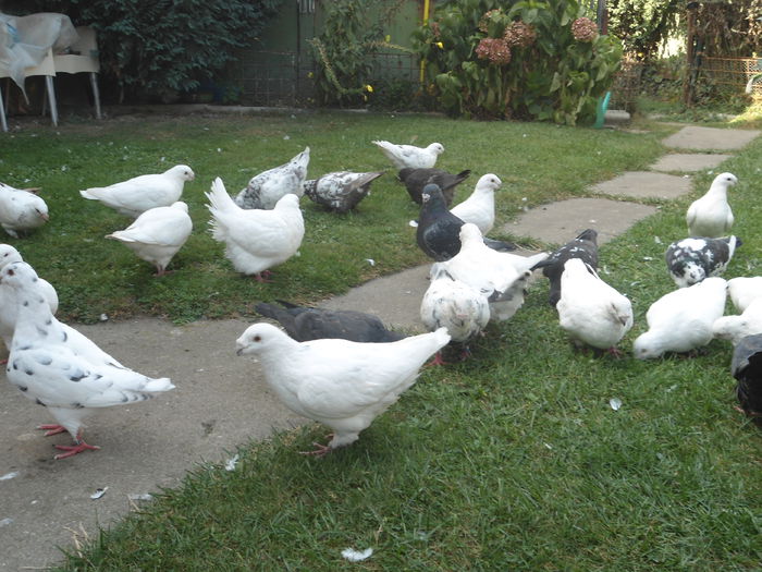 DSC06983 - 4-Poze Suplimentare AGH