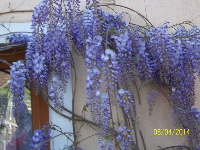 100_7288 - 2014 gradina mea