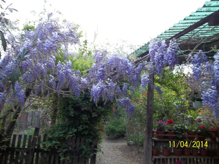 100_7455 - 2014 gradina mea