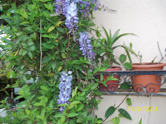 100_7456 - 2014 gradina mea