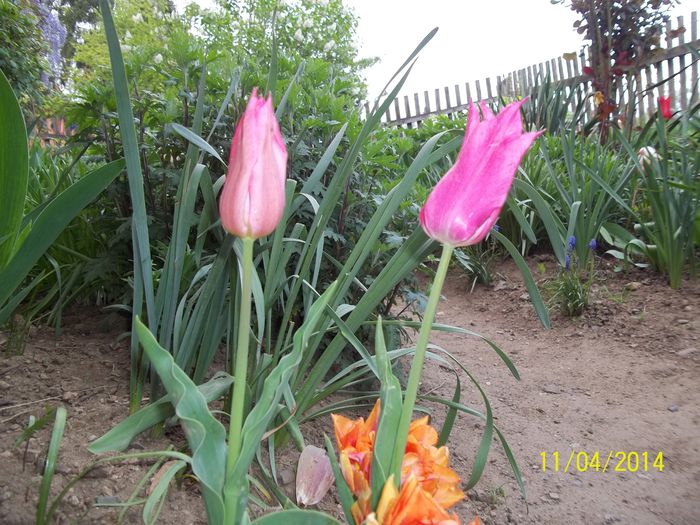 100_7457 - 2014 gradina mea