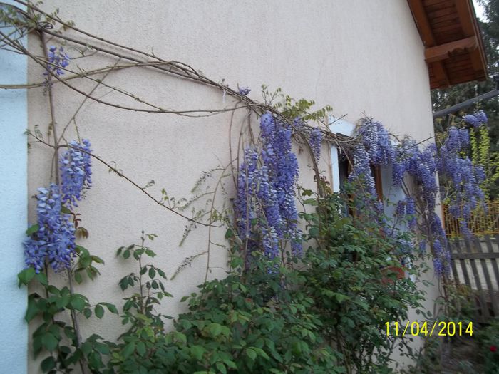 100_7459 - 2014 gradina mea