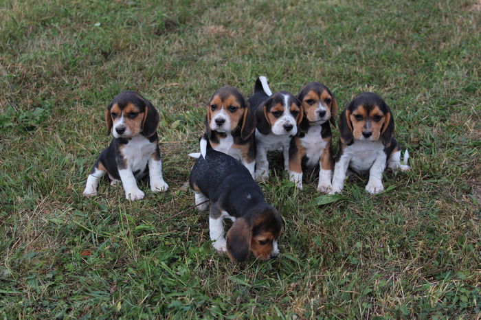 IMG_4308 - zzzz Beagle-ii nostrii